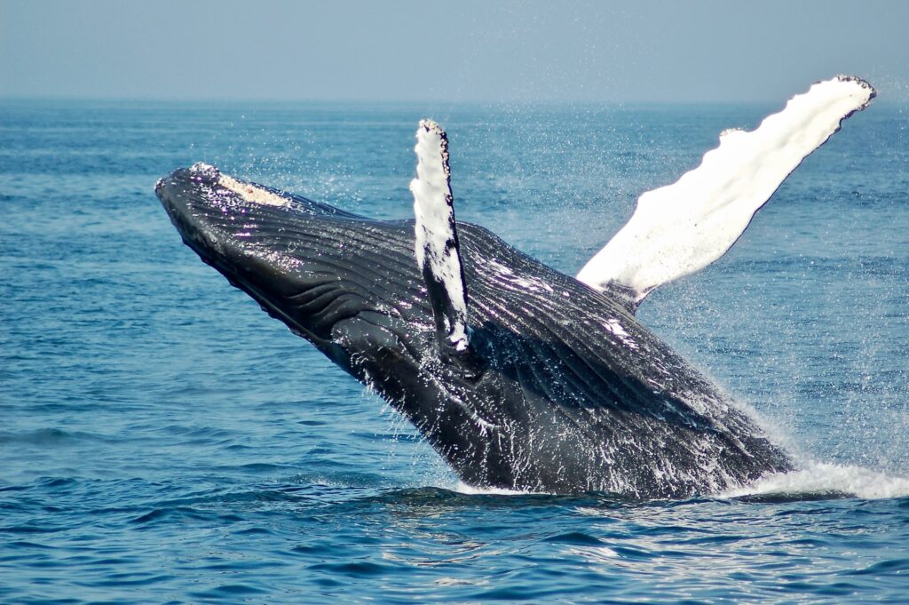 Scope Academics - Whale in Canadian ocean flipping